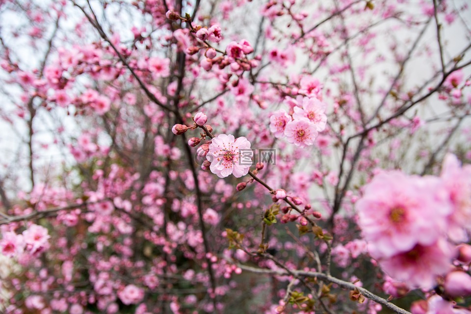 花,梅花,红花