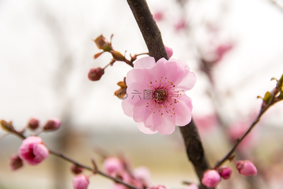 花,梅花,红花