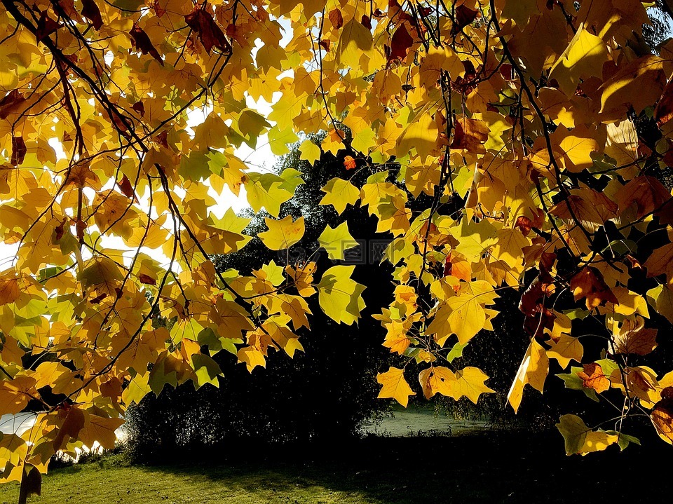 叶子,金色的秋天,黄色