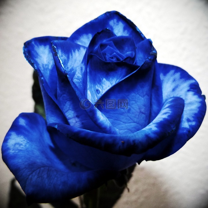 玫瑰,蓝色,颜色