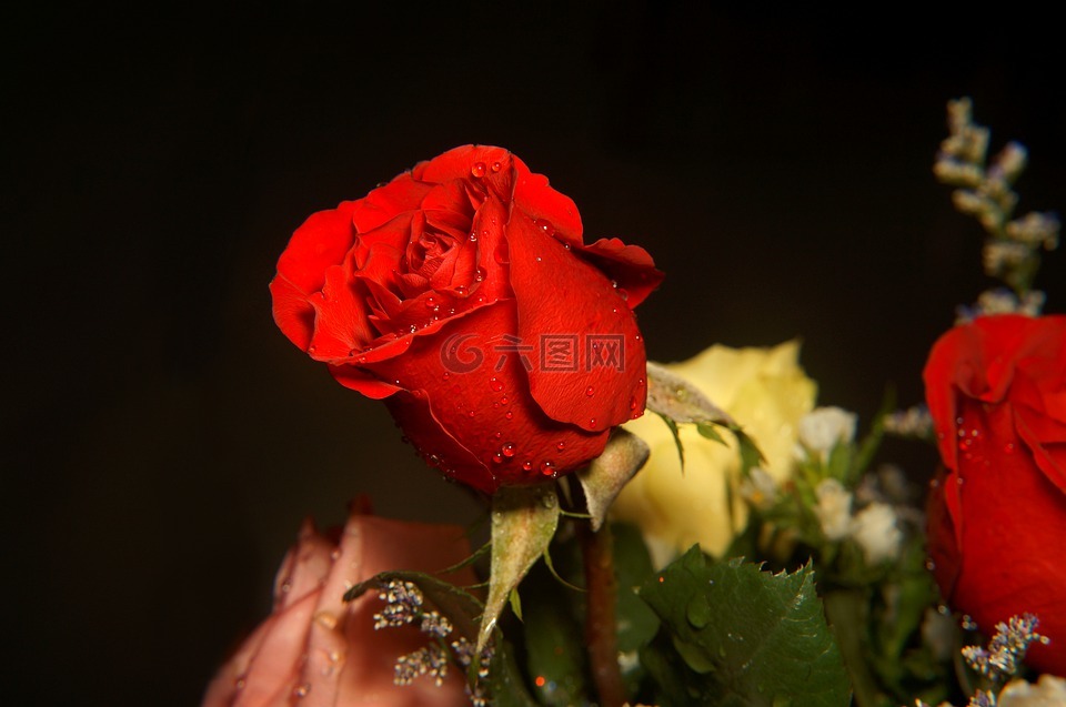 玫瑰,爱,红色的玫瑰
