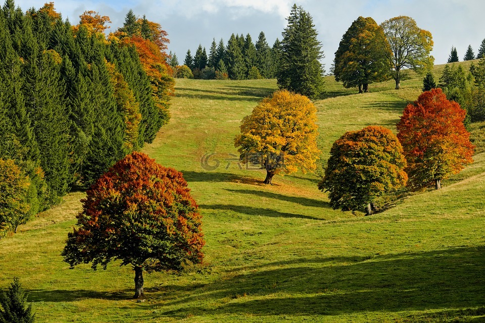 秋季,秋季森林,树木