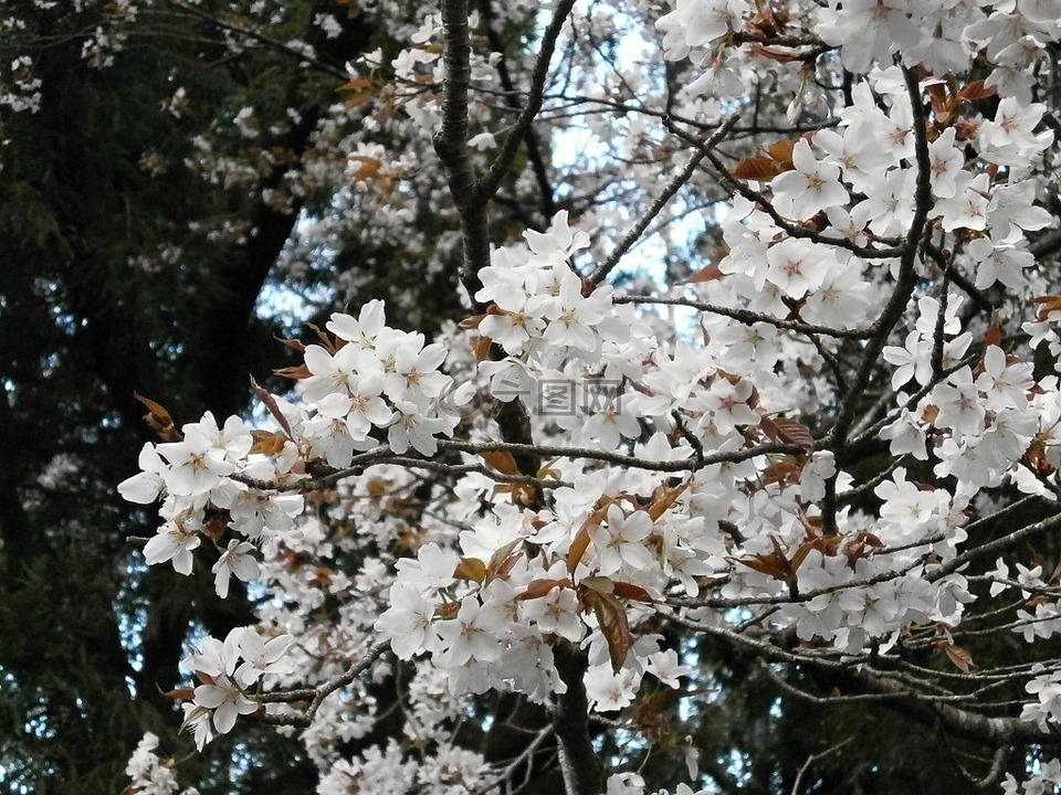 樱桃,樱桃树,樱花盛开