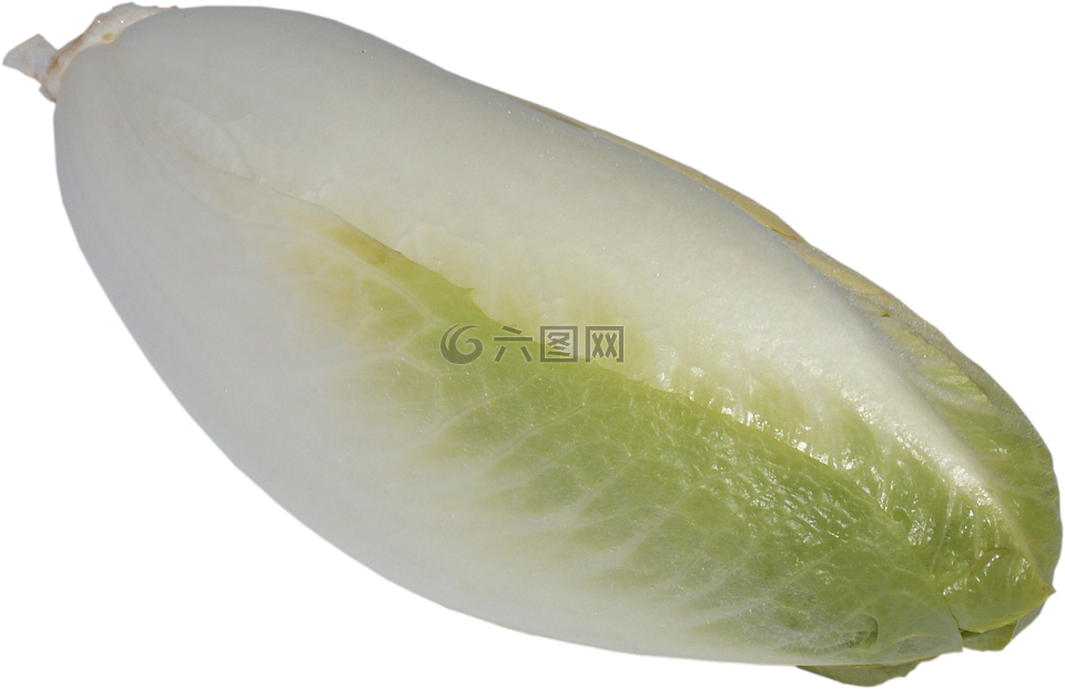 菊苣,一种蔬菜,绿色