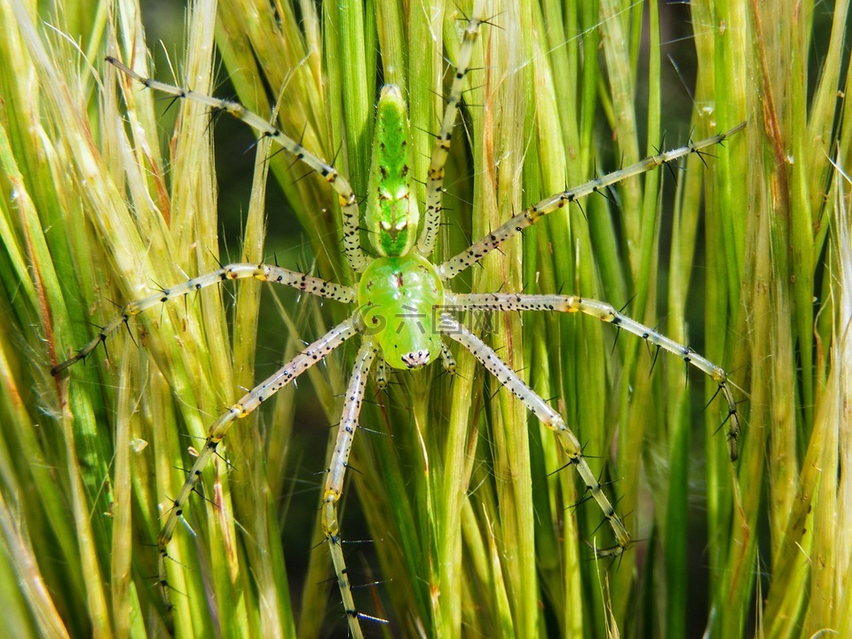绿色猞猁蜘蛛,peucetia 甲型溶血性,蜘蛛