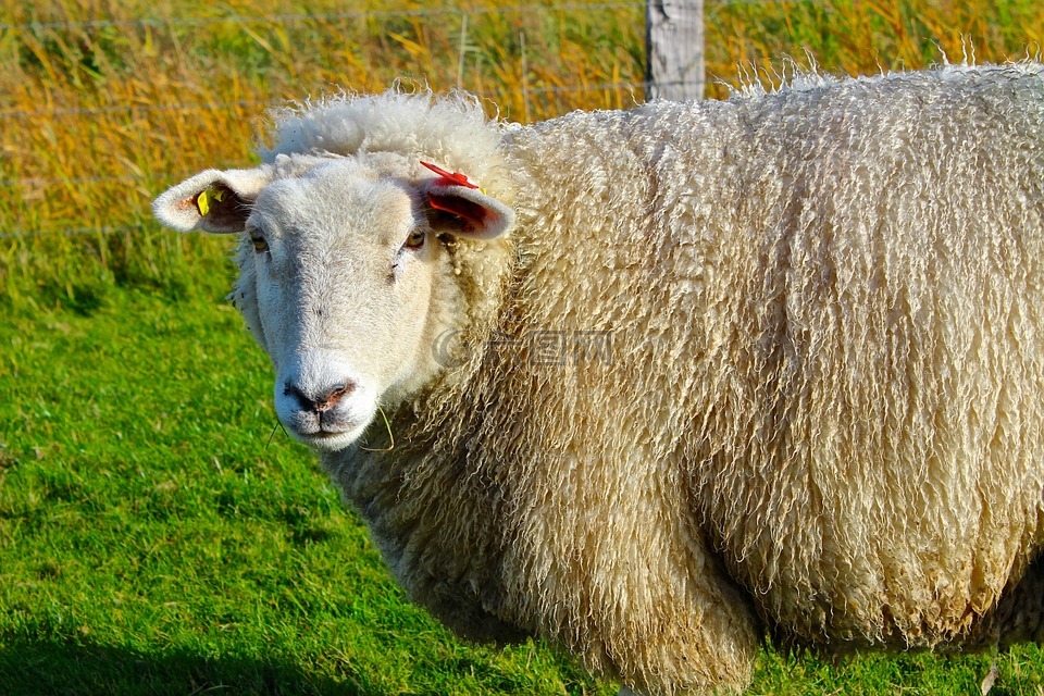 羊,冬季大衣,羊毛