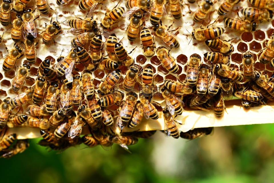 蜜蜂,配置单元,蜂巢