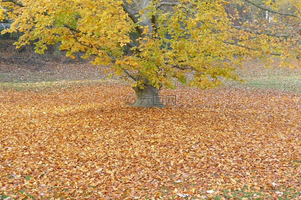 秋季,树,金色的秋天
