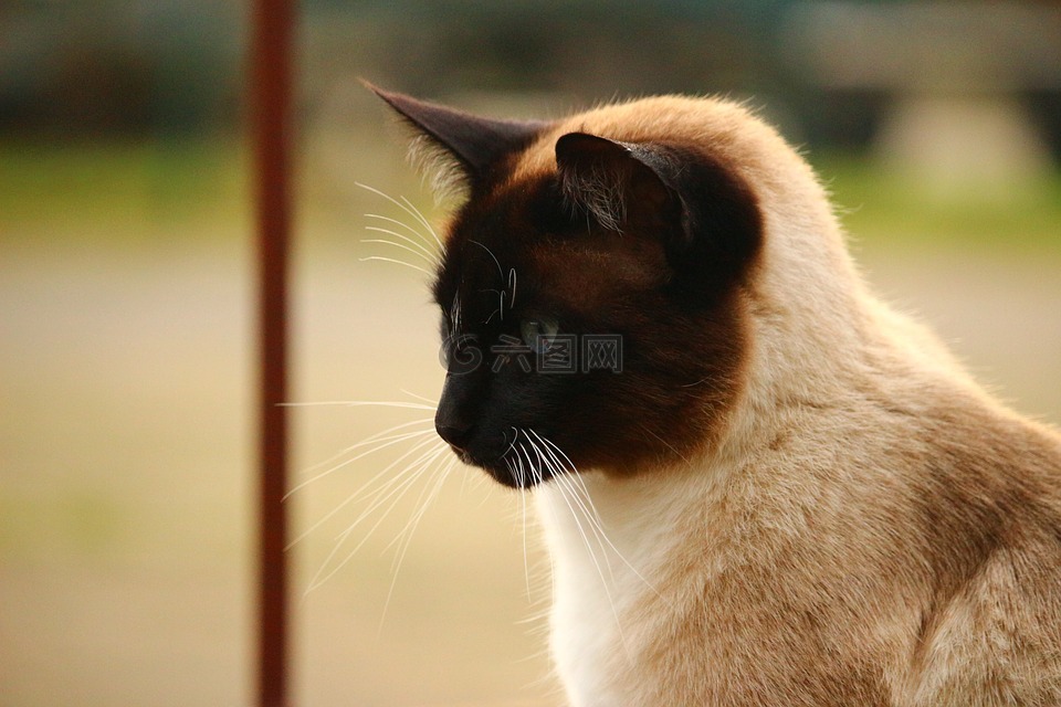 猫 暹罗猫 猫画像高清图库素材免费下载 图片编号 六图网