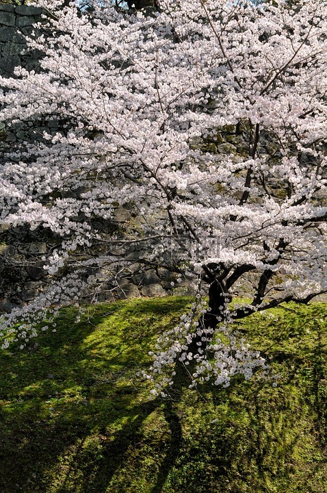 樱桃,日本的春天,樱桃树