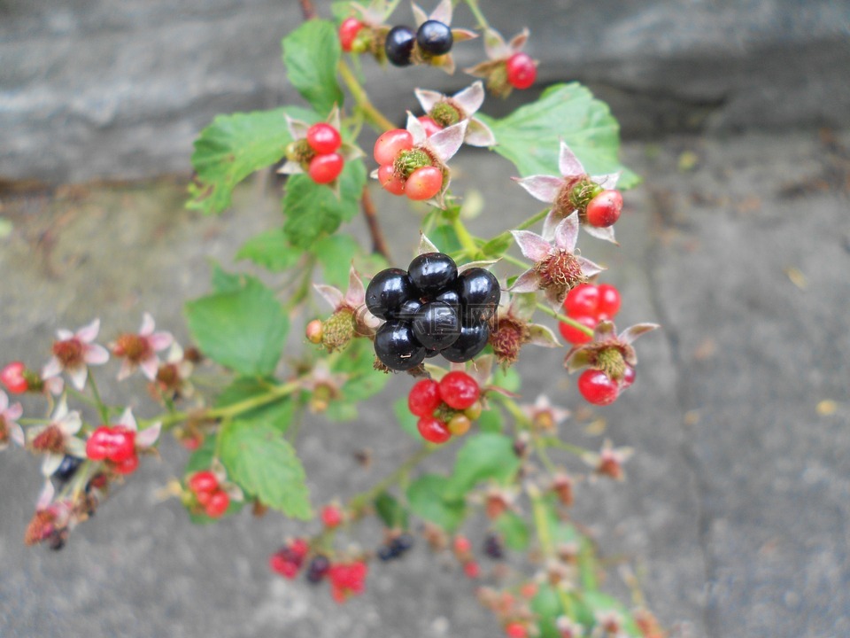 黑莓,水果,特写
