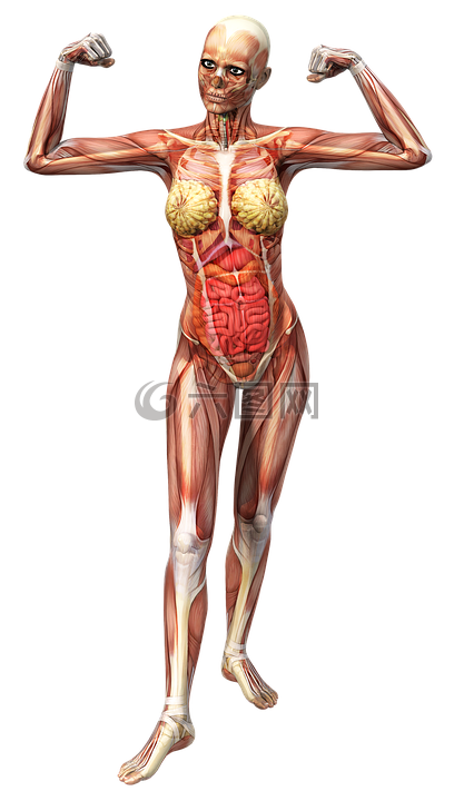 解剖学,女性,肌肉