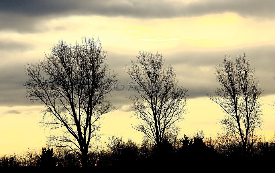 树木,天空,灰色