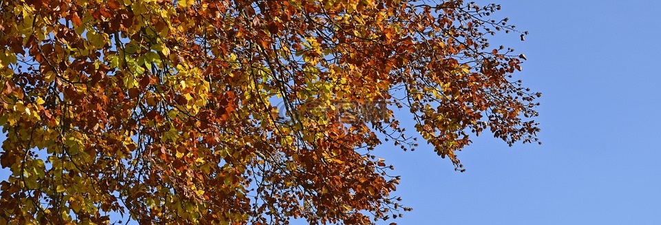 秋天一棵树,秋季,秋天的落叶