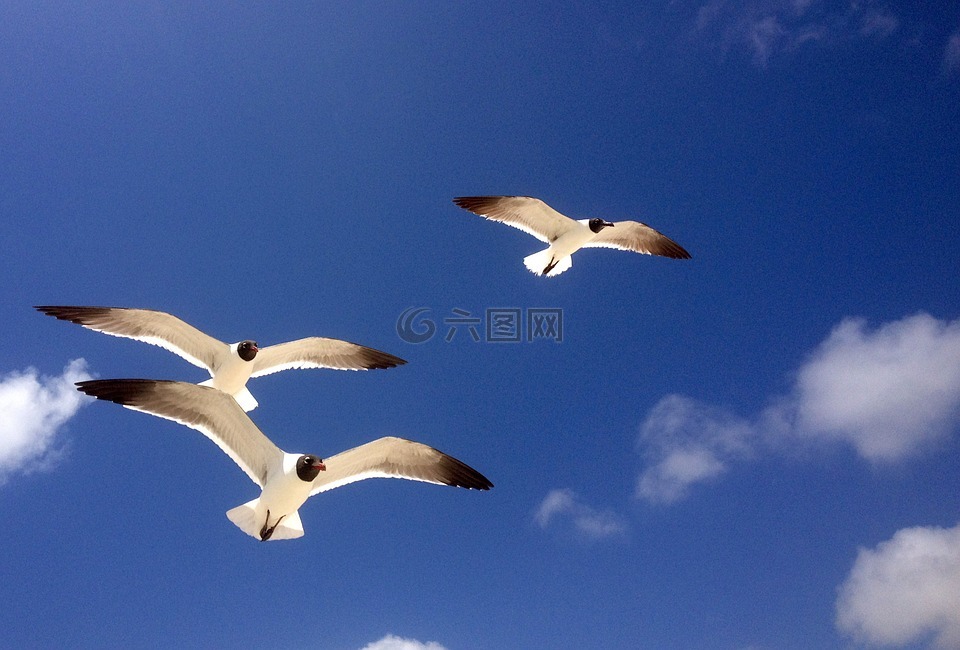 海鸥,鸟,自由