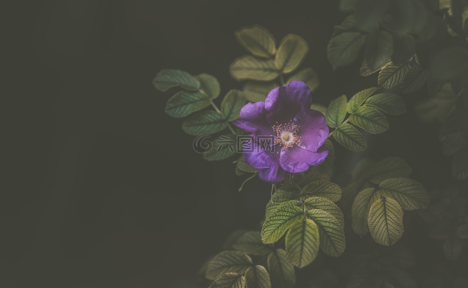 紫罗兰色,花,花瓣