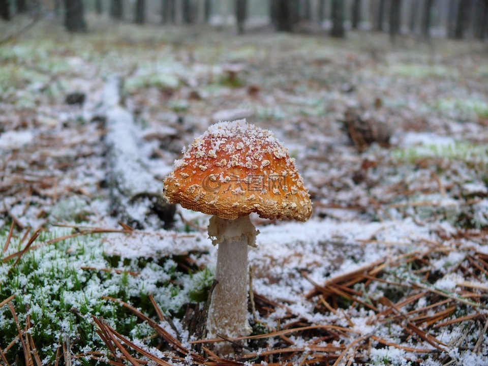 鹅膏菌,冬季,森林