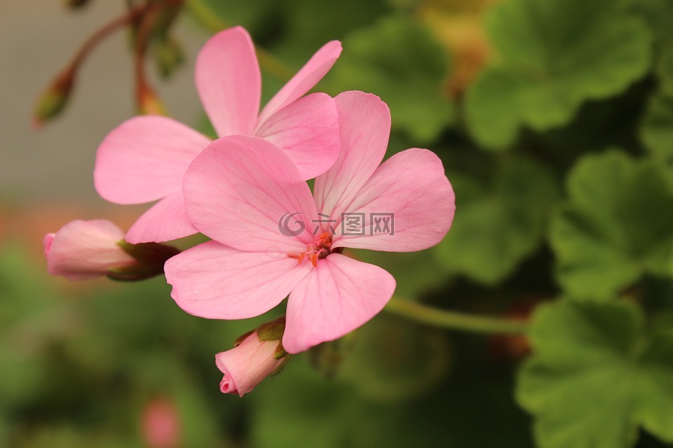 花,粉紅,花朵