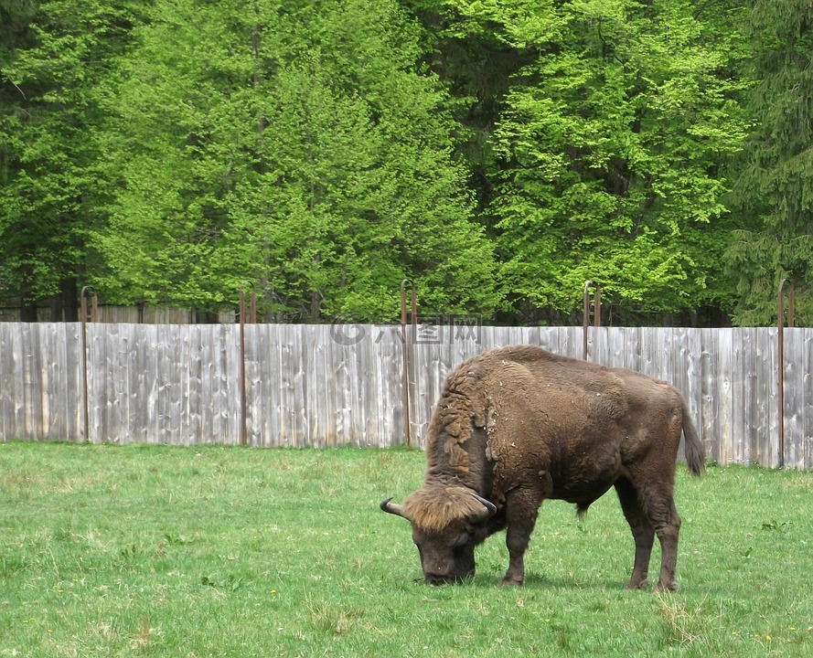 野牛,性质,białowieża