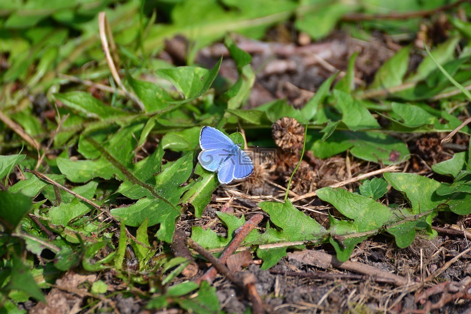 阿多尼斯蓝色,蝴蝶,昆虫