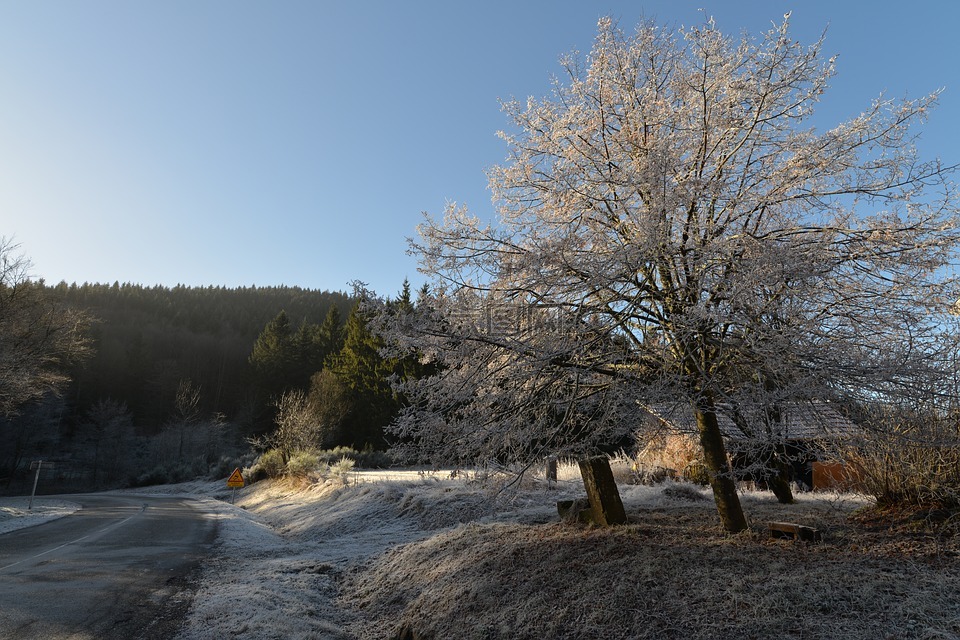 雪樱桃树,冬季,冰霜