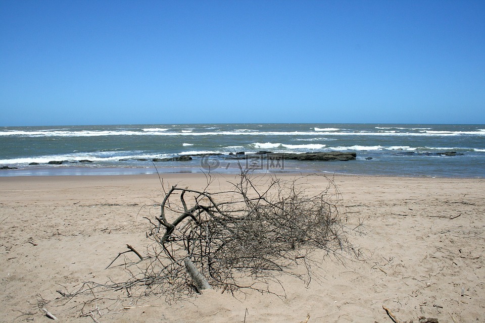 海滩上的枯枝,海,海洋