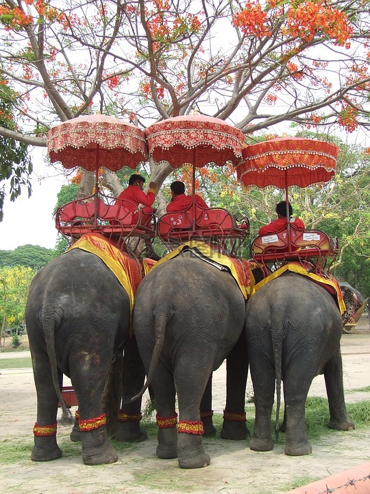 象,泰国,厚皮动物