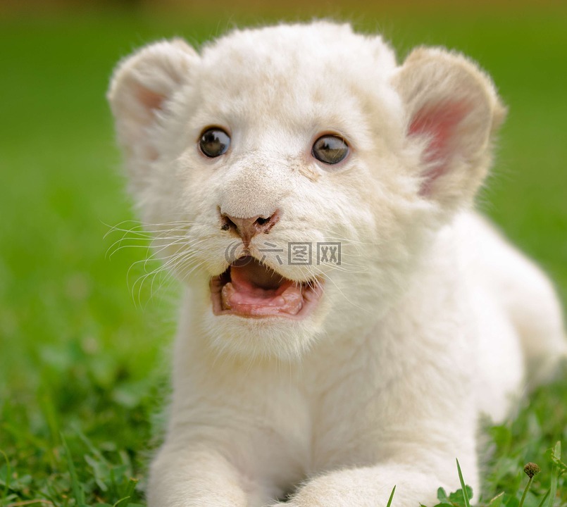 狮子,白,可爱