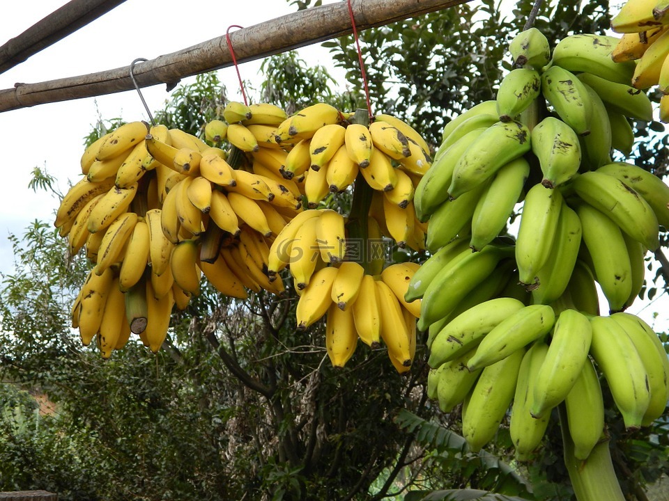 大堆香蕉,香蕉,在路上的贸易