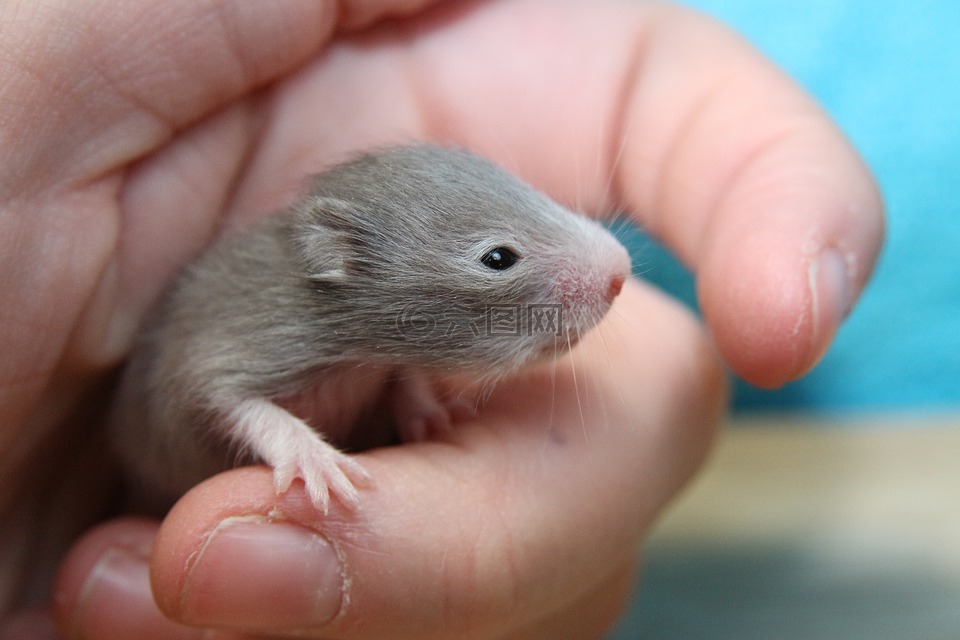 仓鼠,goldhamster,仓鼠宝宝