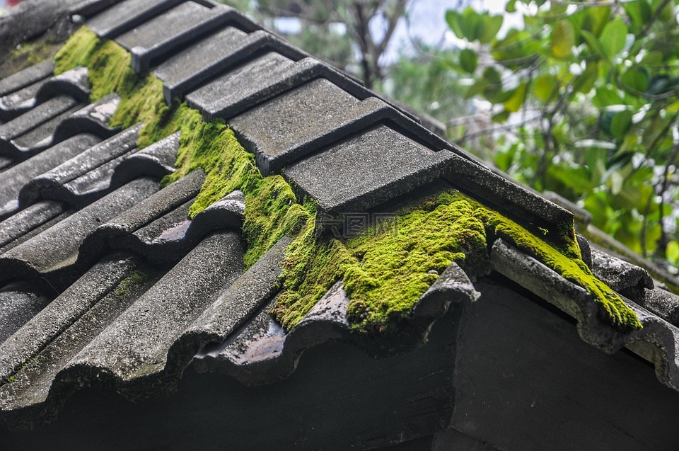 苔,屋顶,屋顶上的苔藓