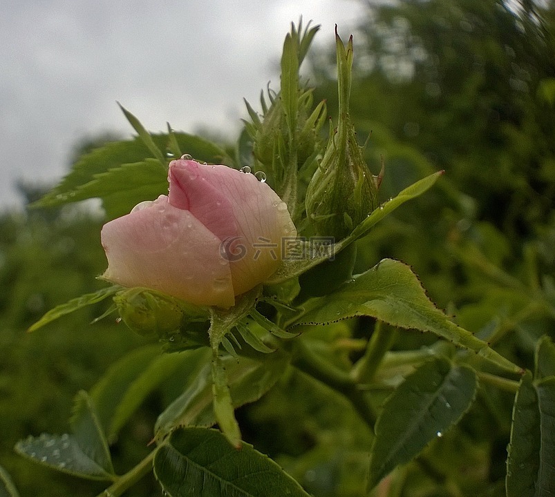 野玫瑰,自然,在雨水的生活