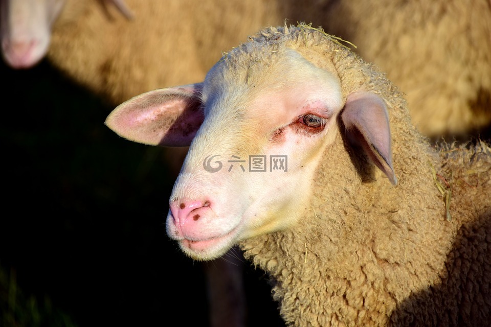 羊,羊头,羊毛