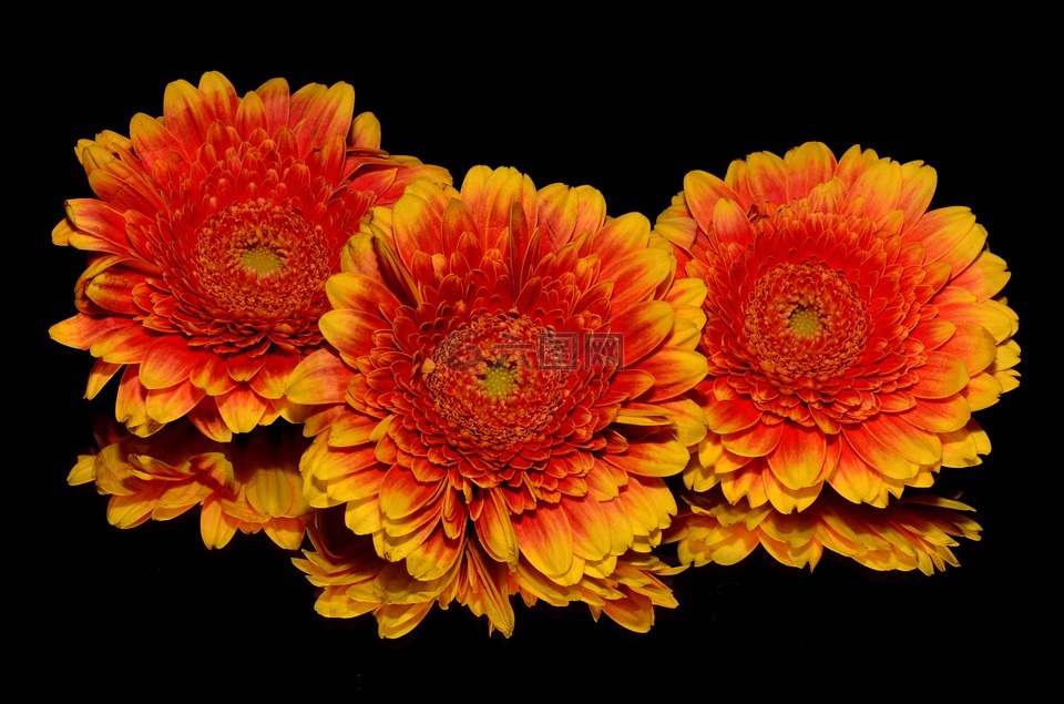 橙色,花卉,秋季