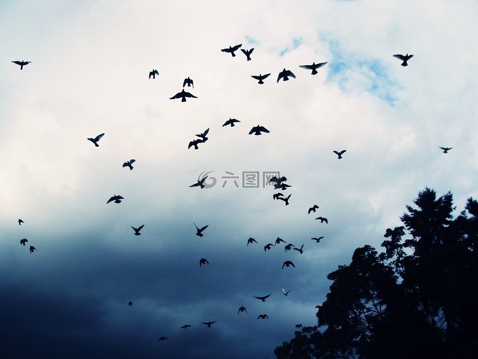 鸟,天空,野兽