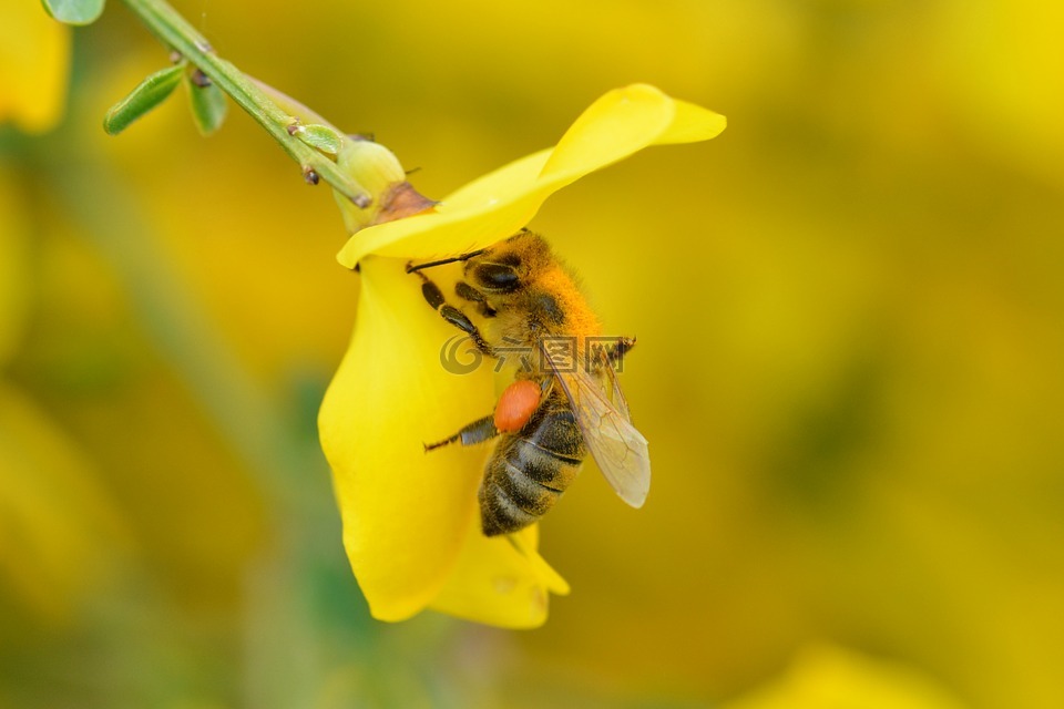 蜜蜂,开花,是最