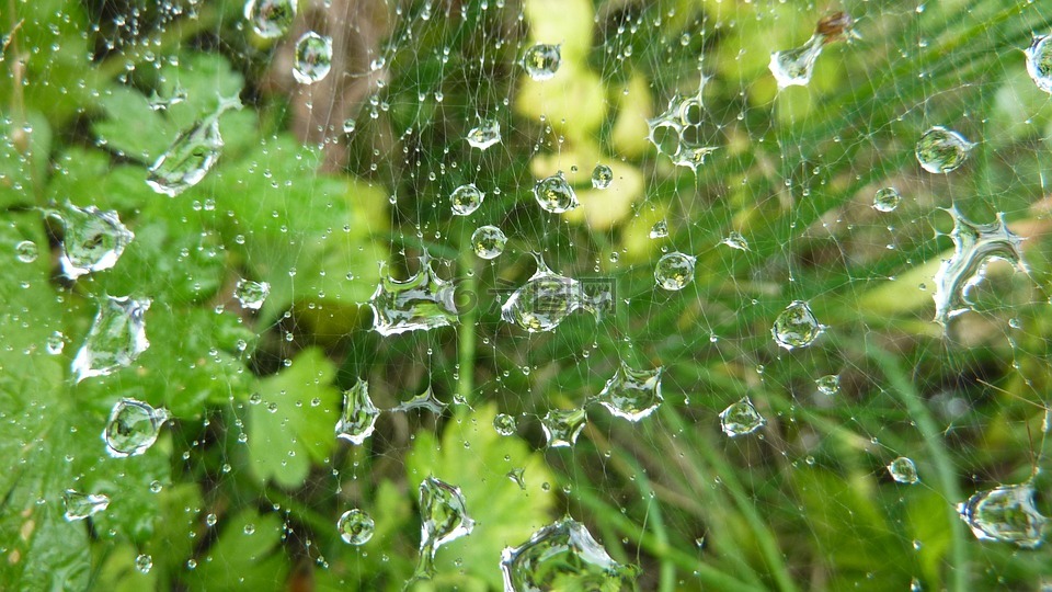 蜘蛛網,綠色,雨高清圖庫素材免費下載(圖片編號:6479867)-六圖網