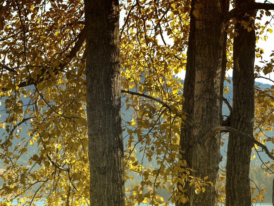 卡顿,树,黄色
