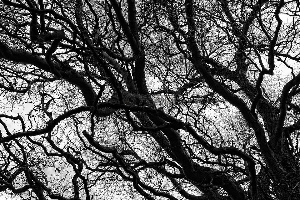 树,枝杈,裸露的分支