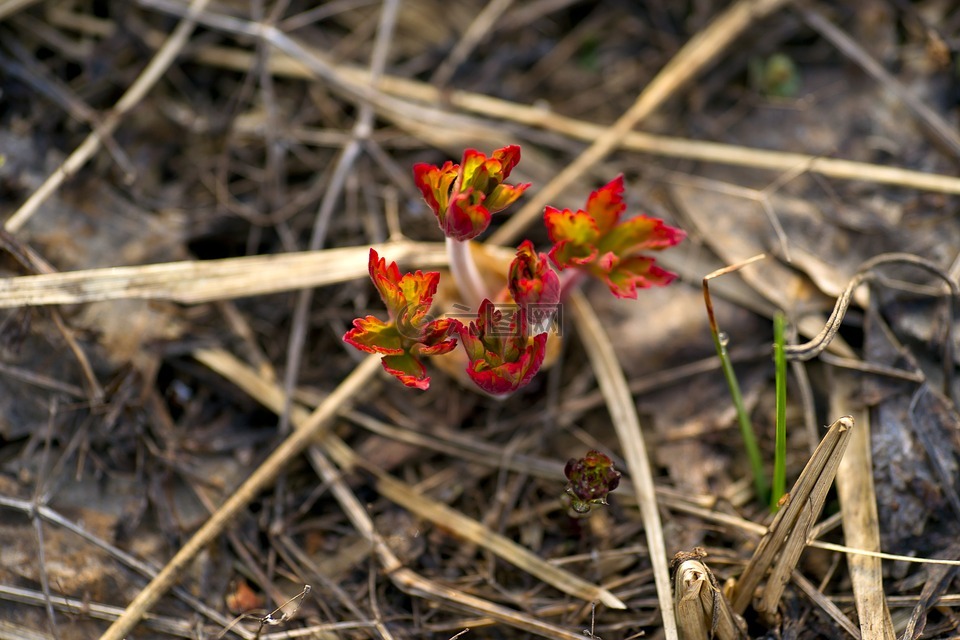 红色的植物,西伯利亚沼泽,在草丛中的沼泽