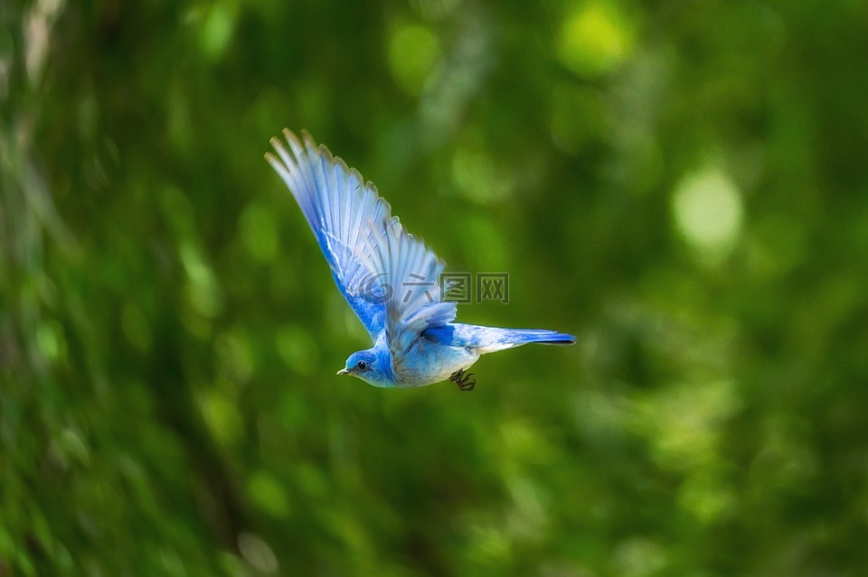 蓝色,鸟,动物