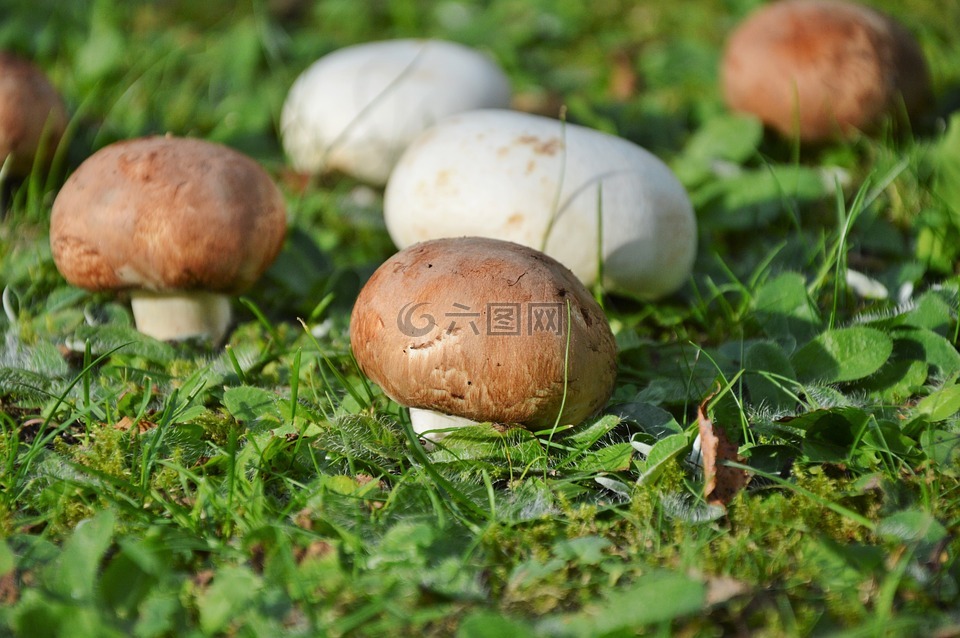 蘑菇,egerling,光盘真菌