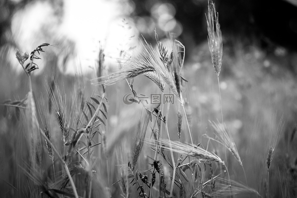 杂草,黑白,草地上
