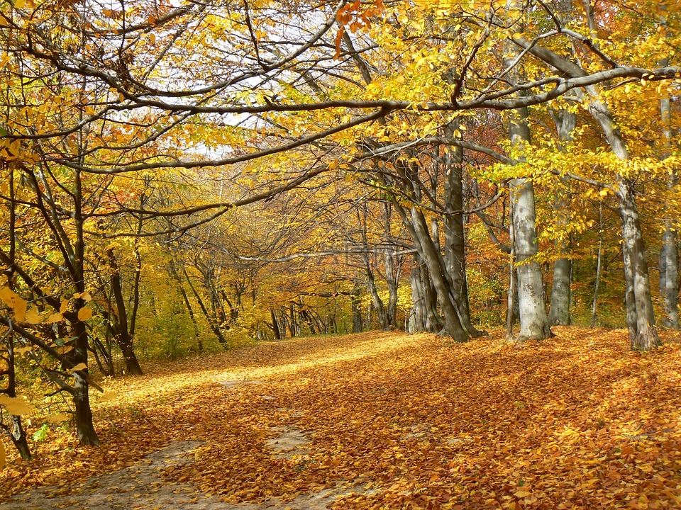 秋季,森林,金色的秋天