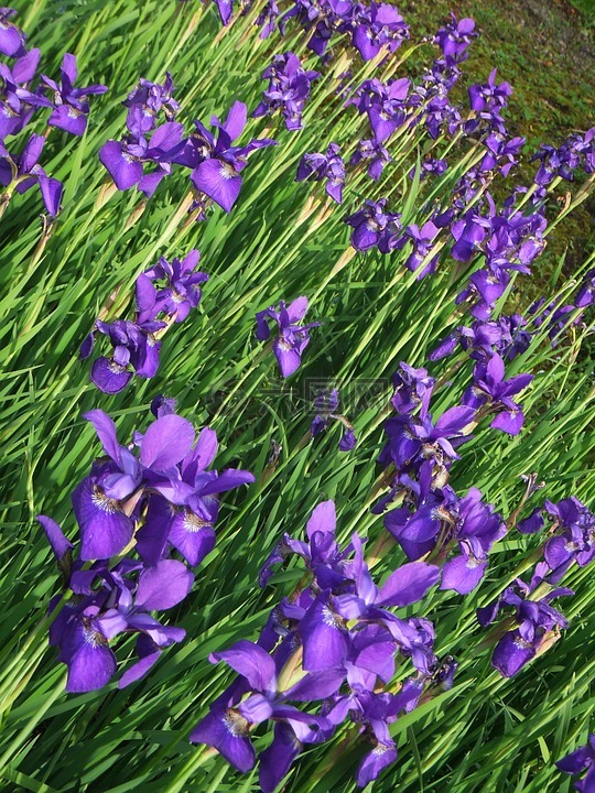 鸢尾花,紫色,原野
