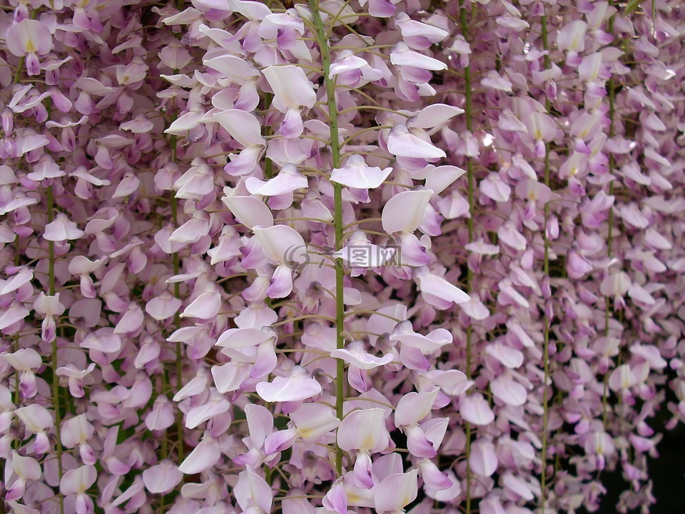 紫藤,花,花园