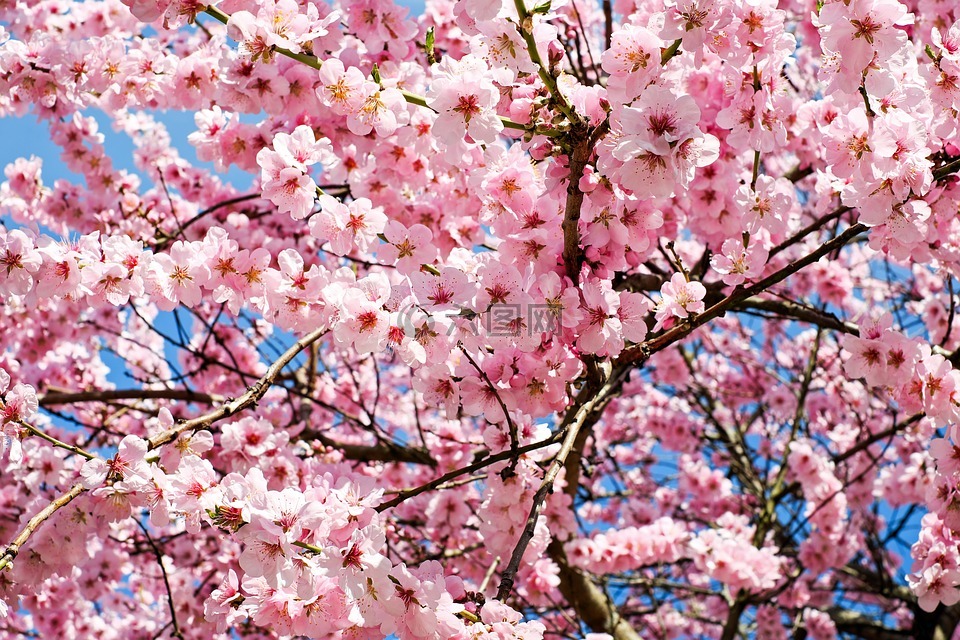 日本樱花树,鲜花,粉红色