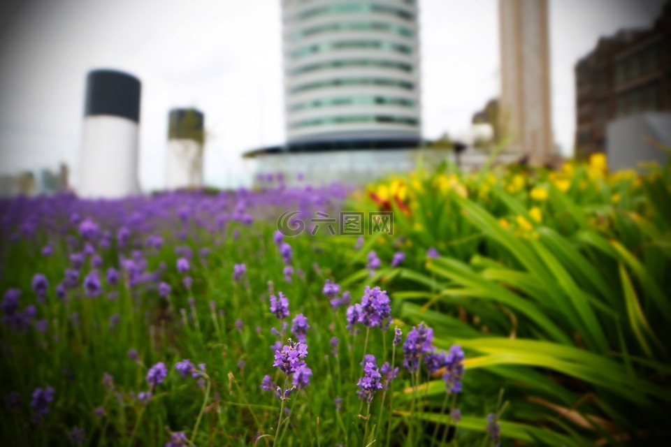 鹿特丹,鹿特丹港口,鲜花