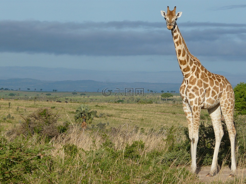 长颈鹿,乌干达,非洲