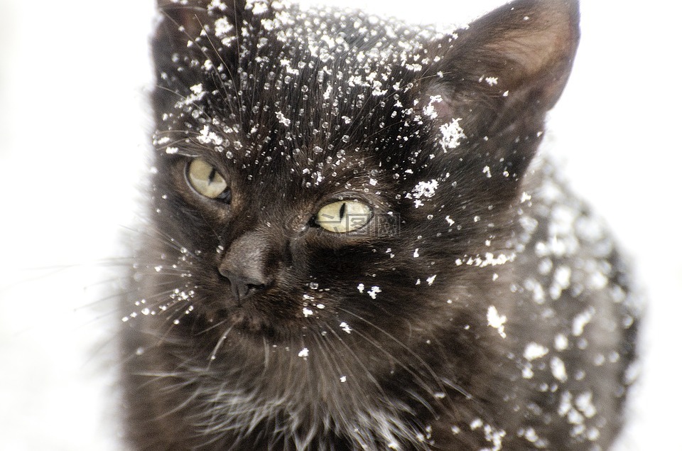 小猫,雪,猫